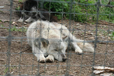 wolf at Wolf Sanctuary of PA photo by Jenn Avery